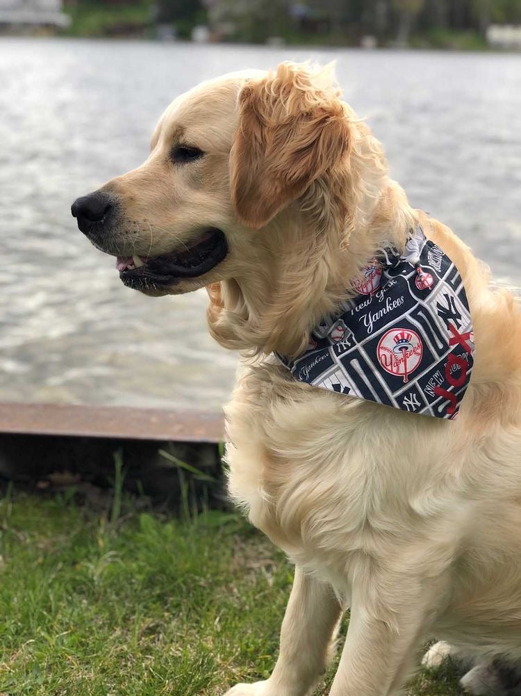 new york yankees dog bandana