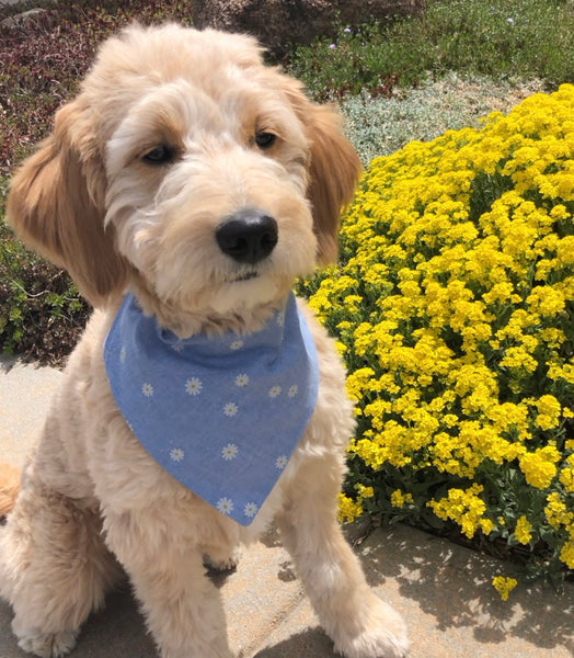 Daisy Over-the-Collar Reversible Dog Bandana ~ Four Sizes, Optional Personalization