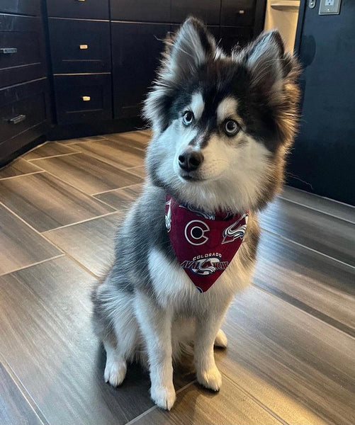 Colorado Avalanche Over-the-Collar Reversible Dog Bandanas ~ Four Sizes, Two Fabric Choices, Optional Personalization