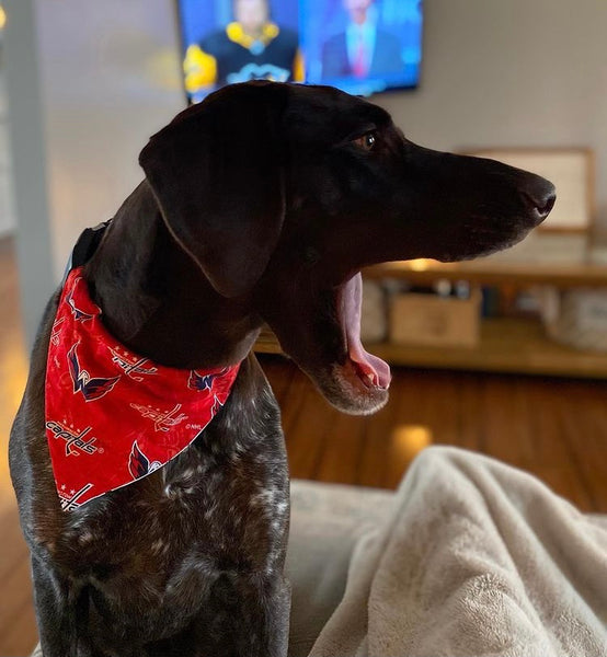 Washington Capitals Over-the-Collar Reversible Dog Bandana ~ Four Sizes, Optional Personalization
