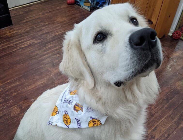 Los Angeles Lakers Over-the-Collar Reversible Dog Bandana ~ Four Sizes, Optional Personalization