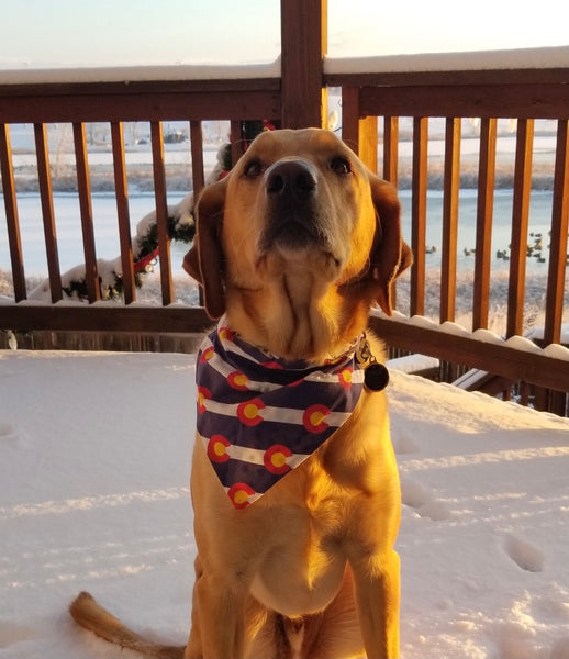 Colorado Flag Over-the-Collar Reversible Dog Bandanas ~ Four Sizes, Optional Personalization