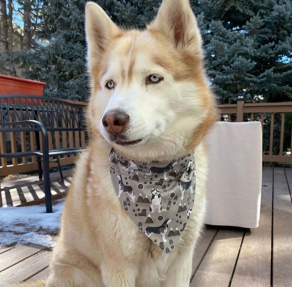Husky Over-the-Collar Reversible Dog Bandana ~ Four Sizes, Optional Personalization