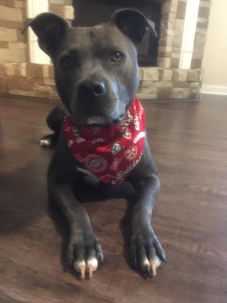 University of Georgia Bulldogs Reversible Over-the-Collar Dog Bandana ~ Four Sizes, Four Fabric Choices, Optional Personalization