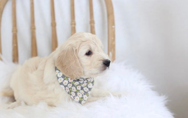 Daisy Over-the-Collar Reversible Dog Bandana ~ Four Sizes, Optional Personalization
